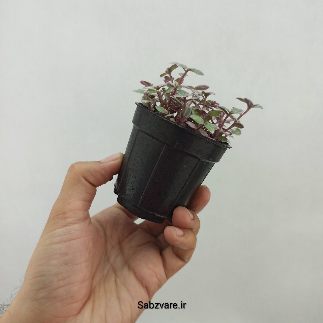 چمن کالیسیا صورتی (A24759) - Image 3