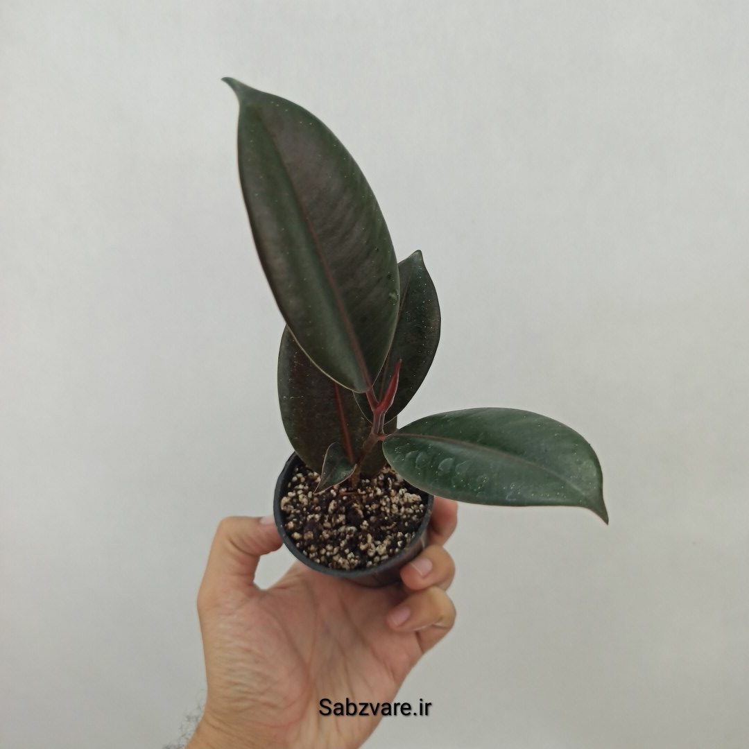 فیکوس سوپر بلک (A24756)