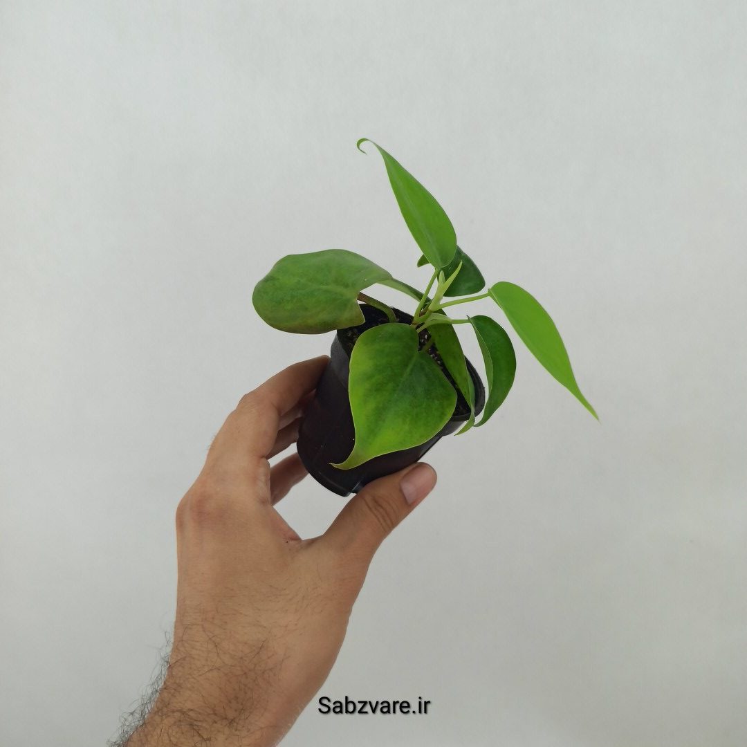 اسکاندنس سبز (Z24755) - Image 3