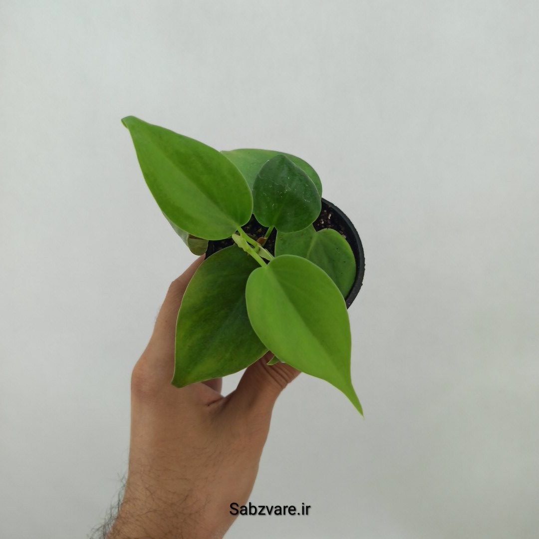 اسکاندنس سبز (Z24755)