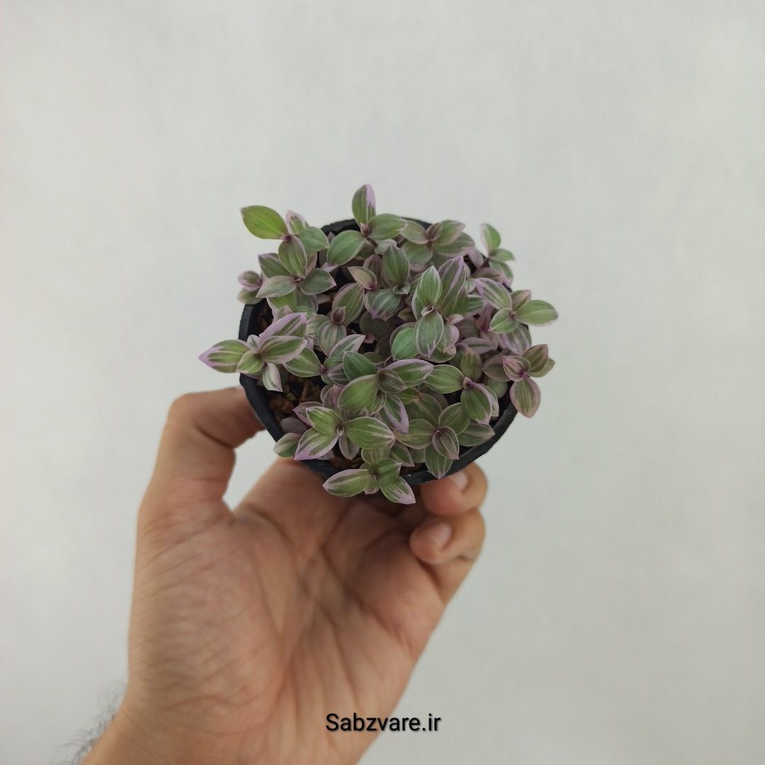 چمن کالیسیا صورتی (C24799)