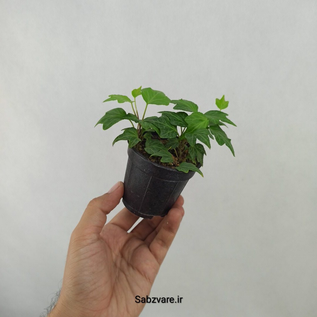پاپیتال استارلیف (E24857) - Image 2