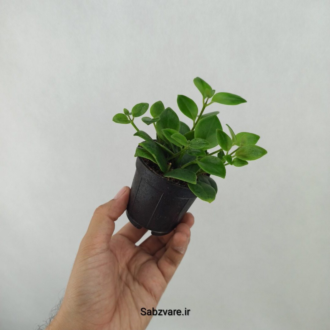 آشیانتوس رژ لبی سبز (D24838) - Image 2