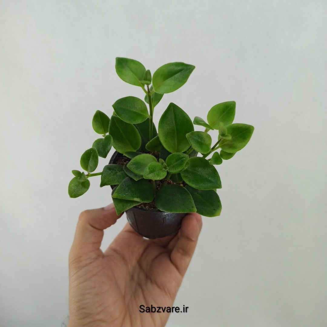 آشیانتوس رژ لبی سبز (D24838)