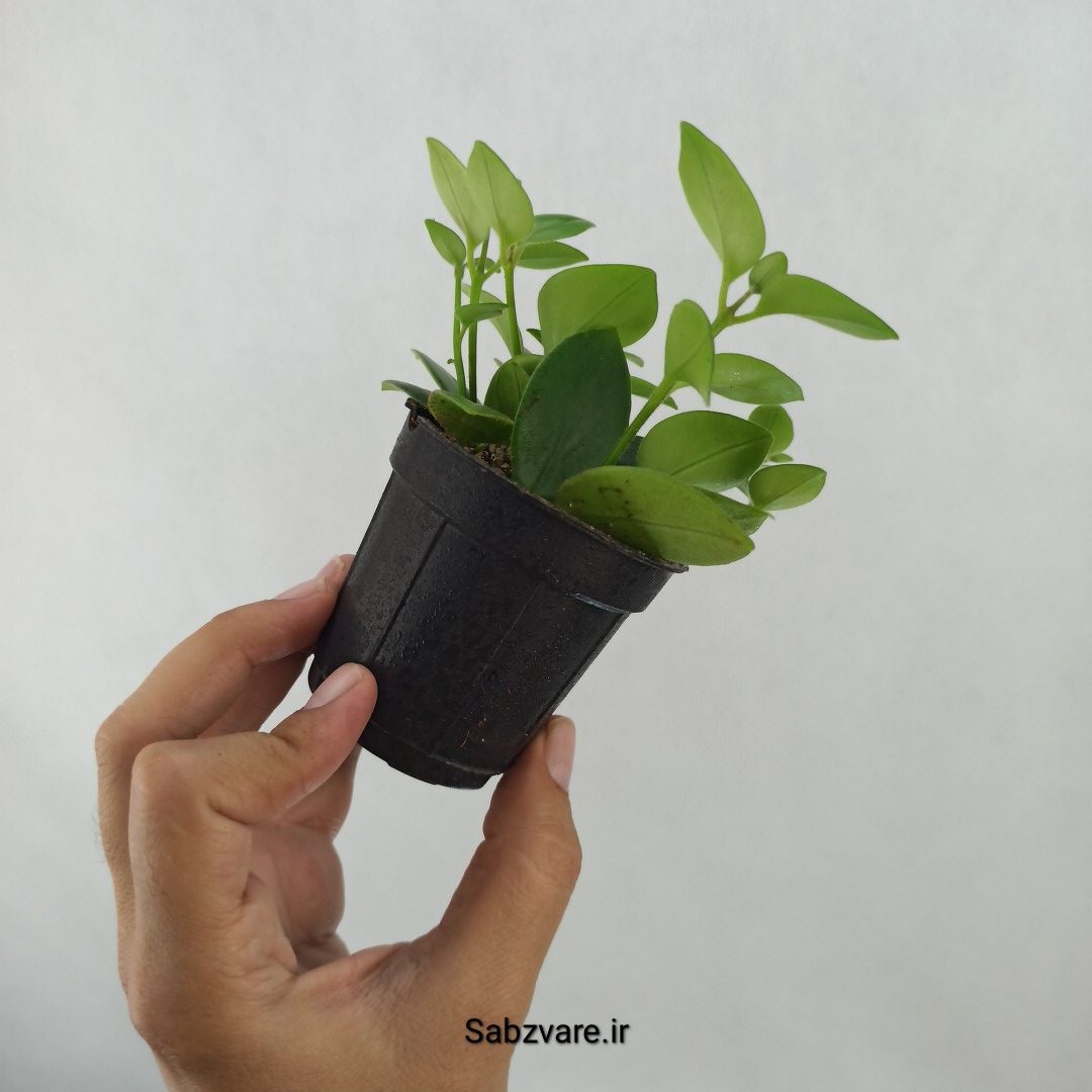 آشیانتوس رژ لبی سبز (D24838) - Image 3
