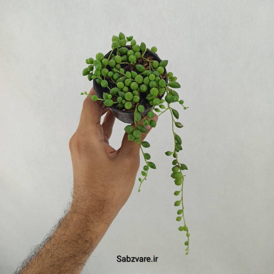 غوره ای گرد (D24837)