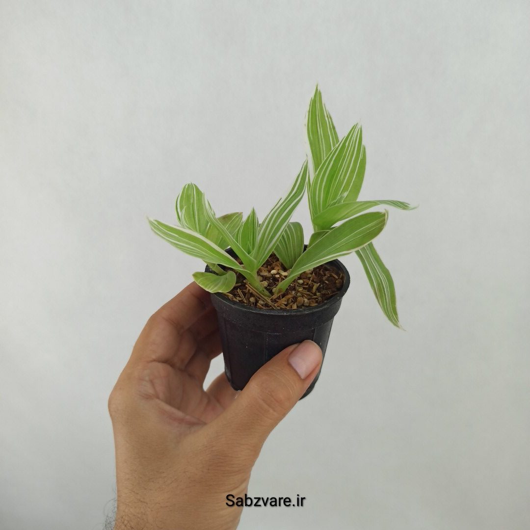 برگ بیدی ابلق (D24835) - Image 3