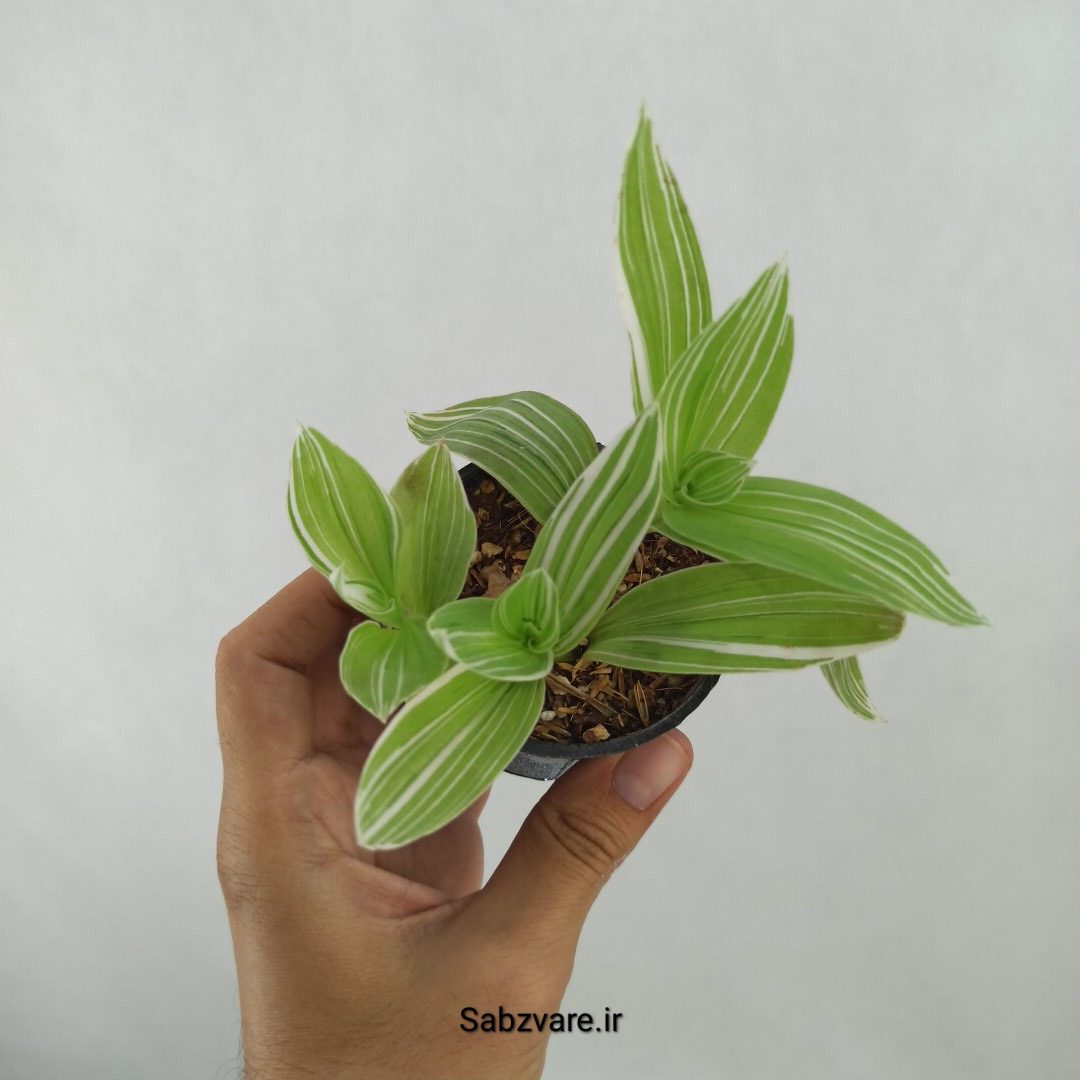 برگ بیدی ابلق (D24835)