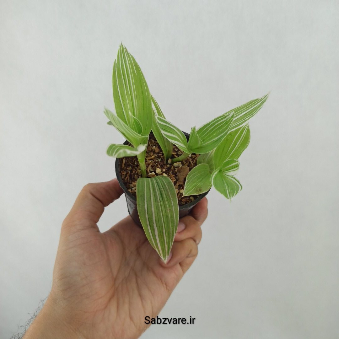 برگ بیدی ابلق (D24835) - Image 2