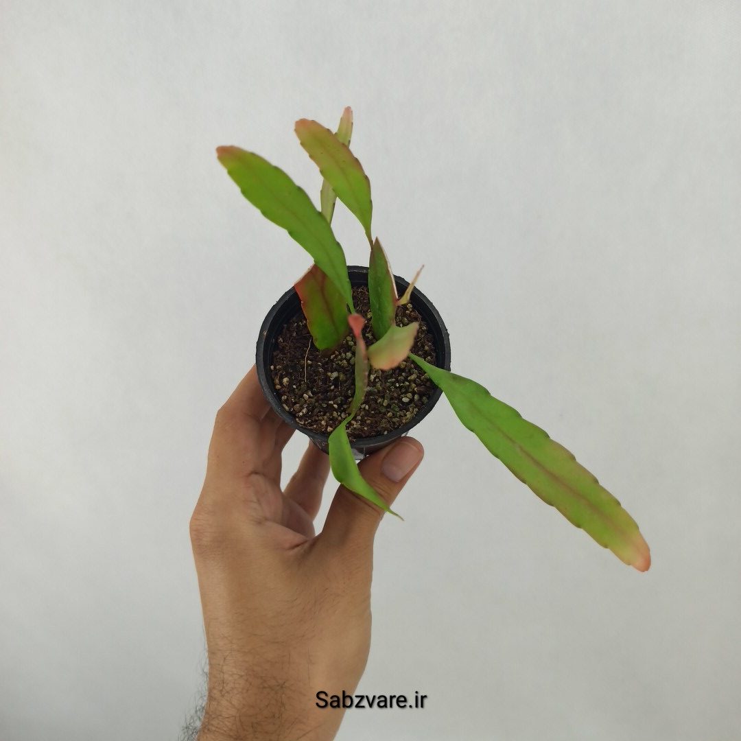 ریپسالیس رامولوسا (D24834) - Image 3