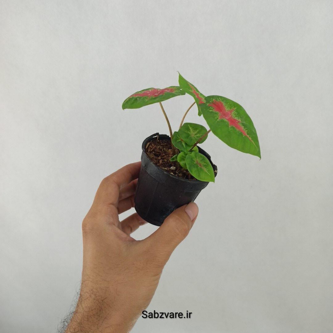کالادیوم قرمز مینیاتوری (D24833) - Image 3