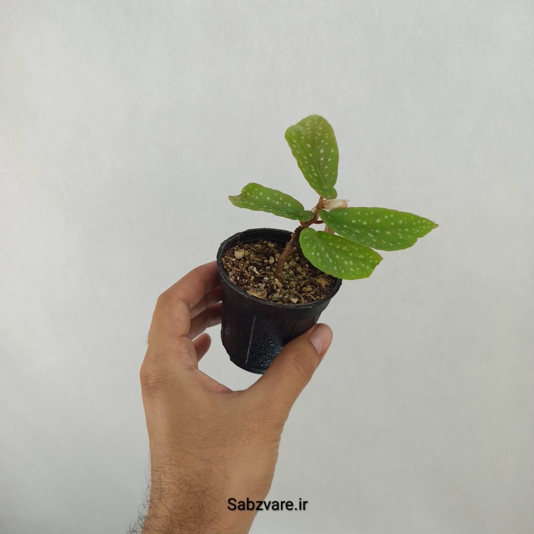 بگونیا آلبوپیکتا (D24832) - Image 2