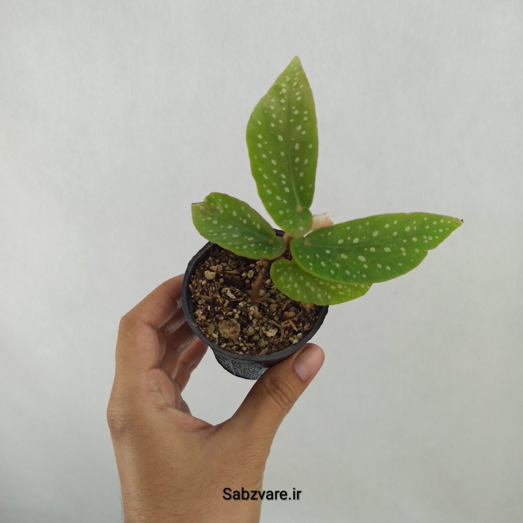 بگونیا آلبوپیکتا (D24832)