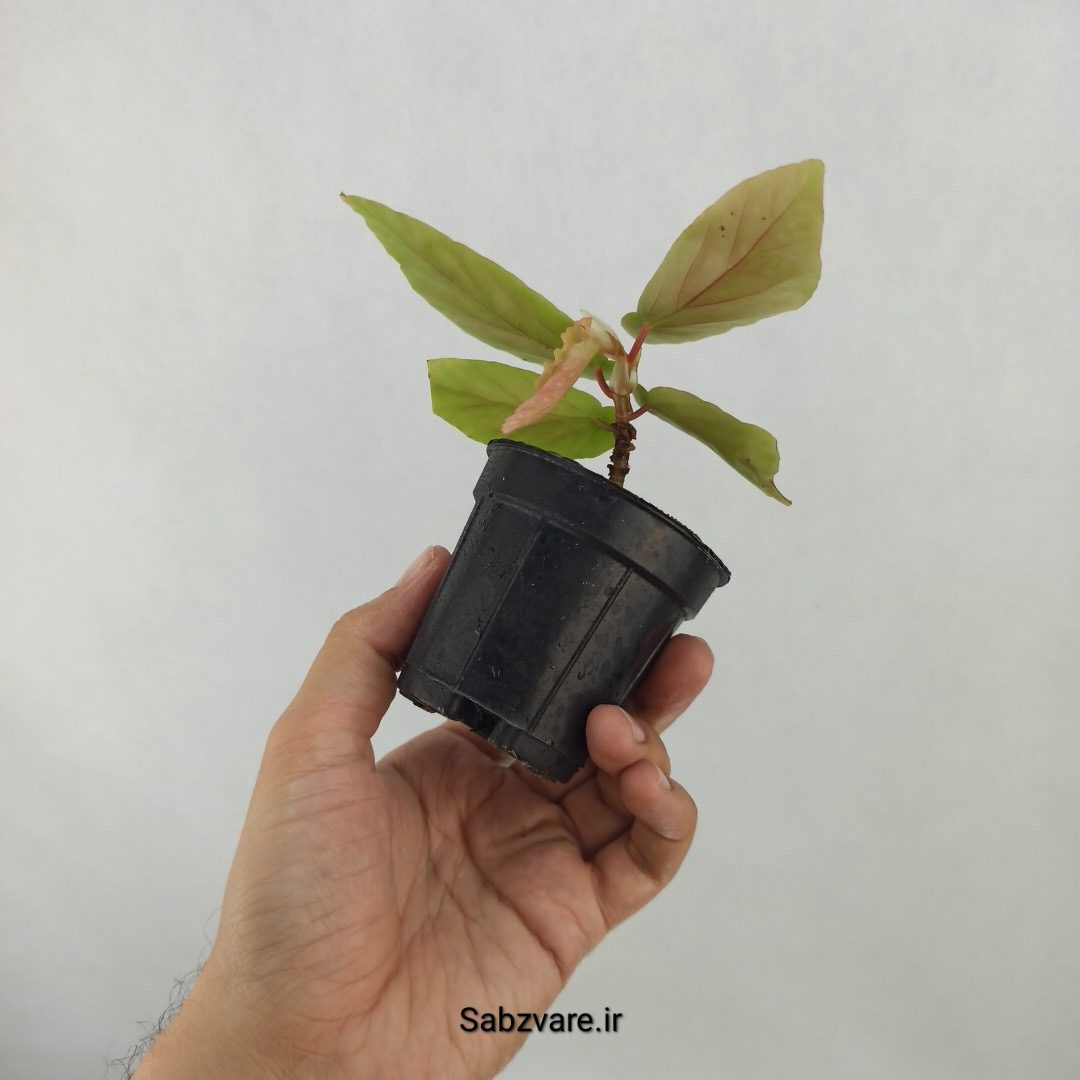 بگونیا آلبوپیکتا (D24832) - Image 3