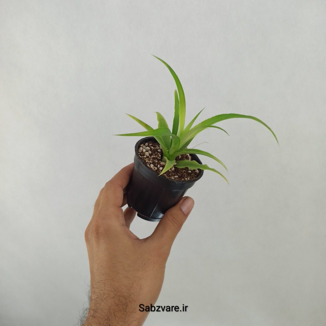آناناس رقم خوراکی MD2 (D24821) - Image 2