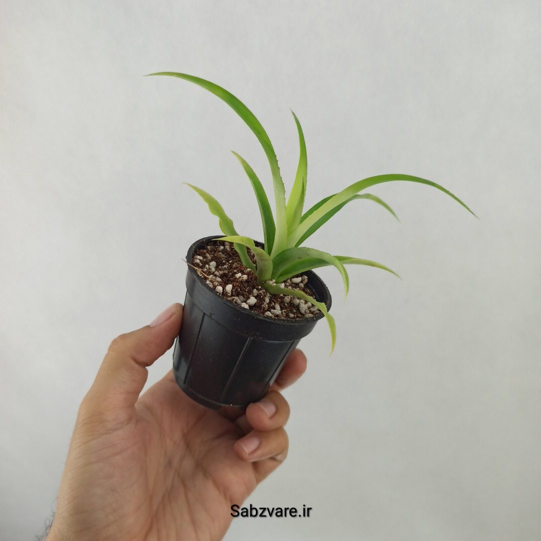 آناناس رقم خوراکی MD2 (D24821) - Image 3