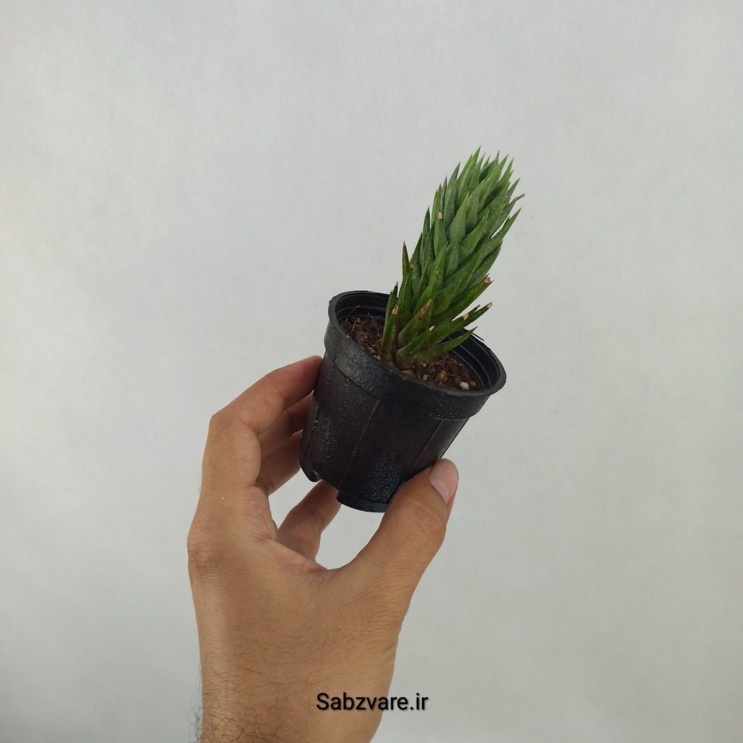 هاورتیا گلائوکا (C24814) - Image 2