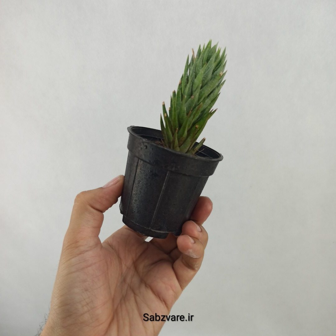 هاورتیا گلائوکا (C24814) - Image 3