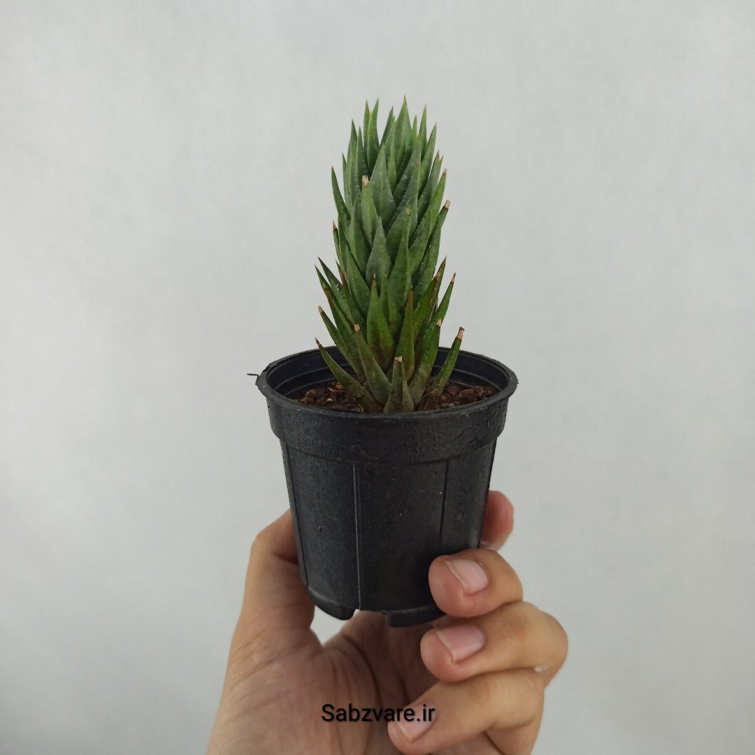 هاورتیا گلائوکا (C24814)