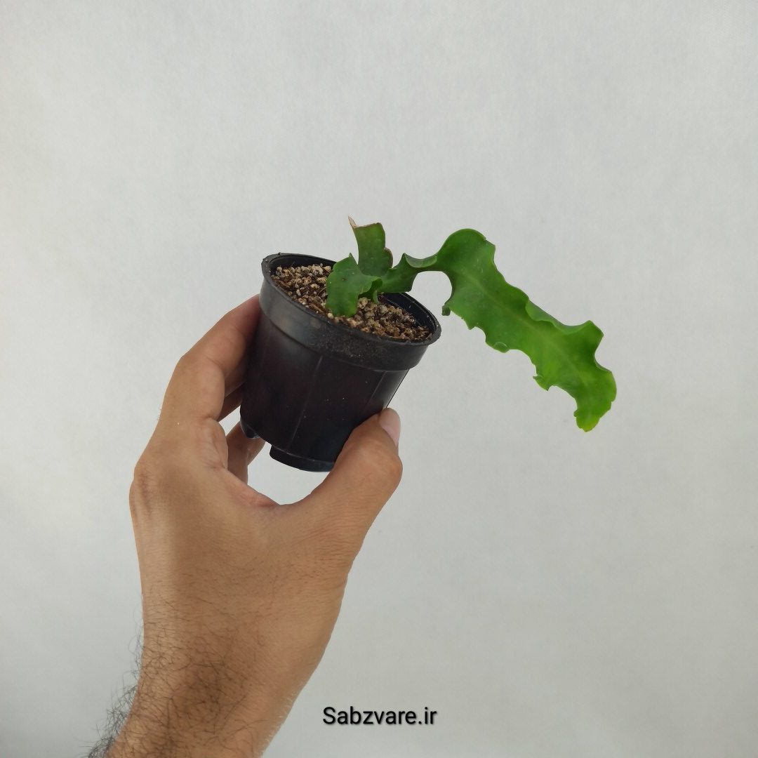 اپیفیلوم پیچ (C24813) - Image 3