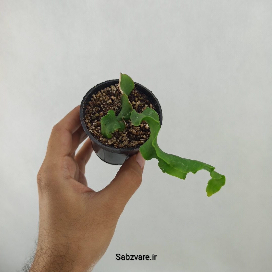 اپیفیلوم پیچ (C24813)
