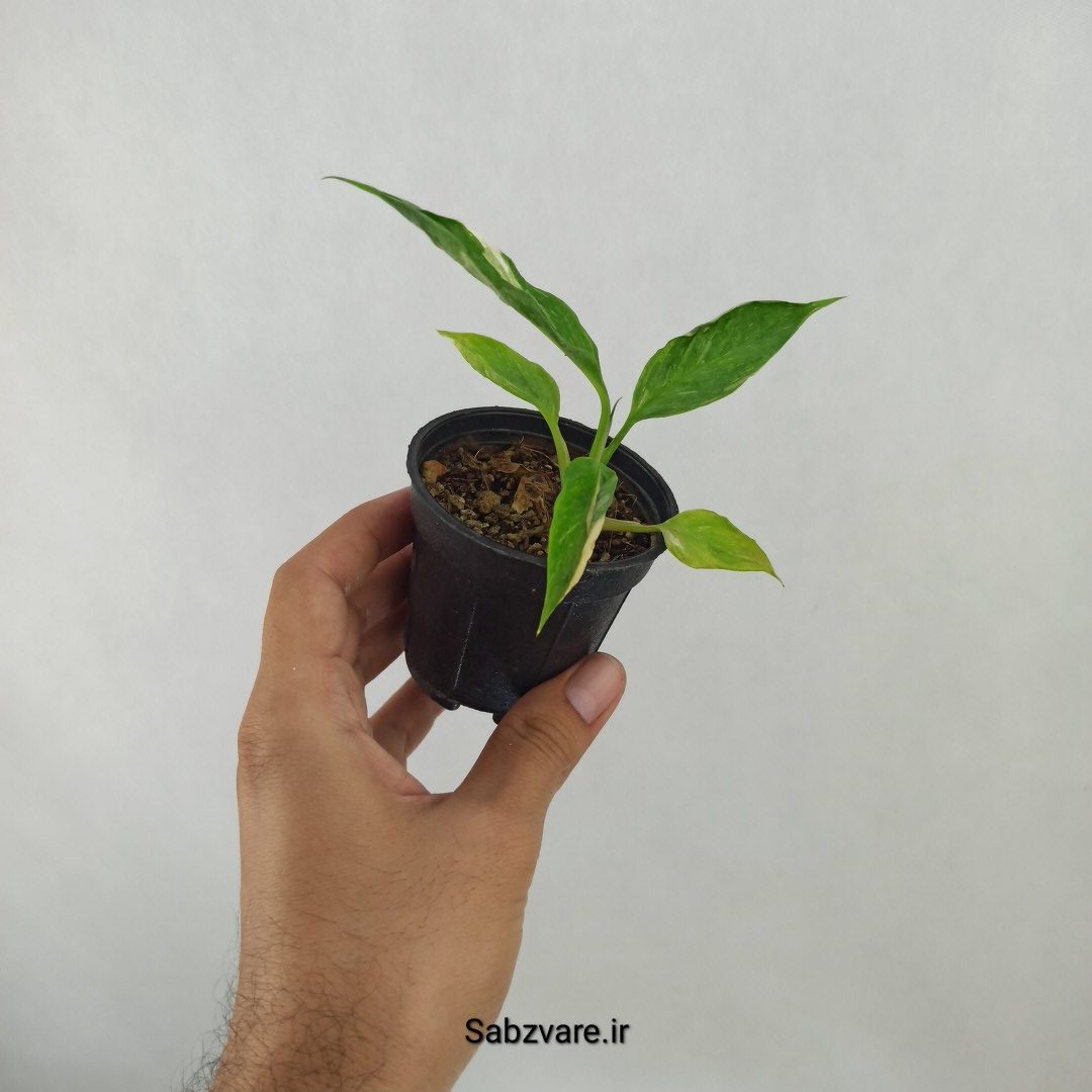 اسپاتی فیلوم ابلق چروک (C24807) - Image 2