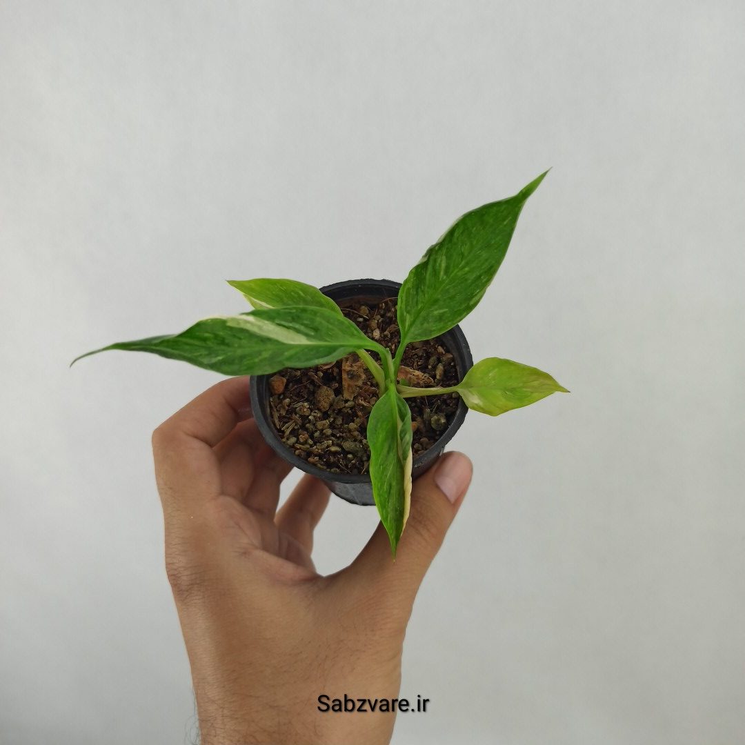 اسپاتی فیلوم ابلق چروک (C24807)