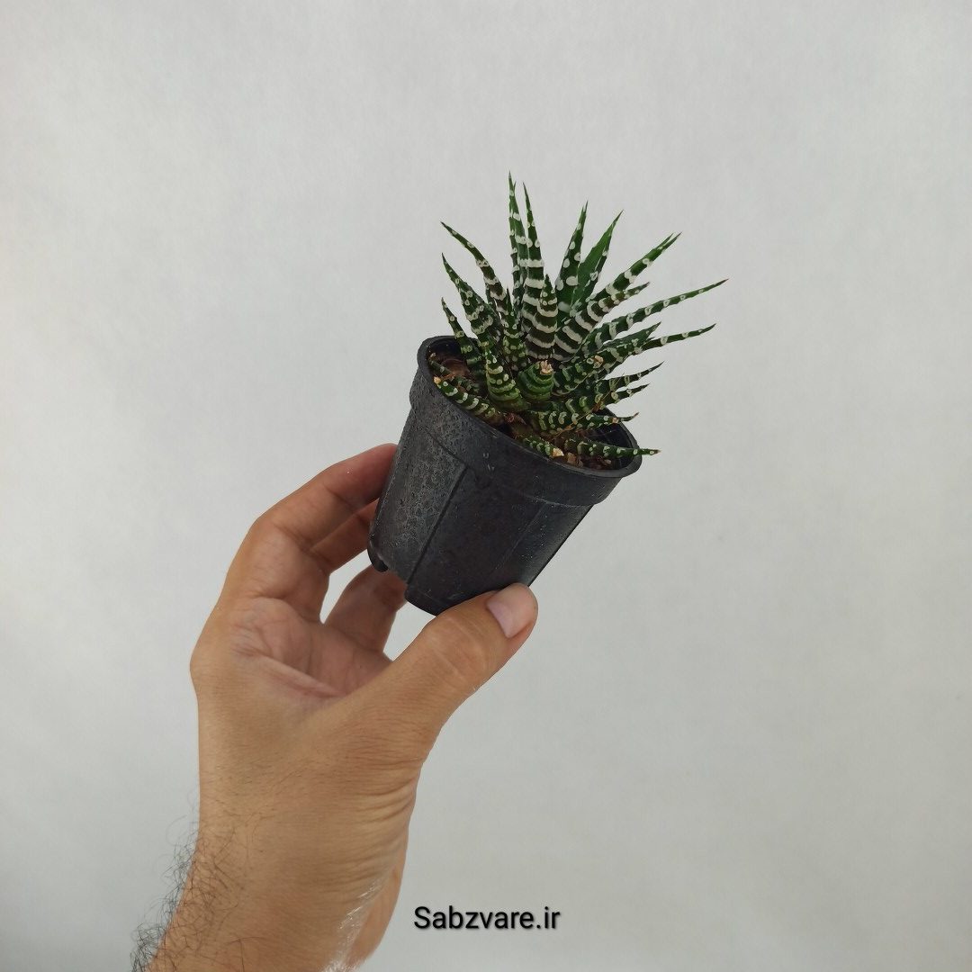 هاورتیا آلبینو (C24805) - Image 3