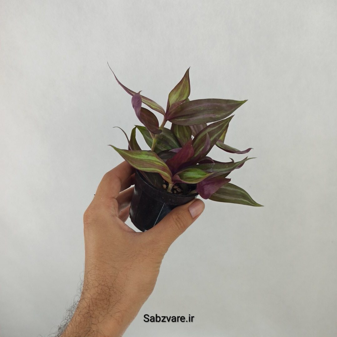برگ بیدی پوست پیازی (C24803) - Image 3