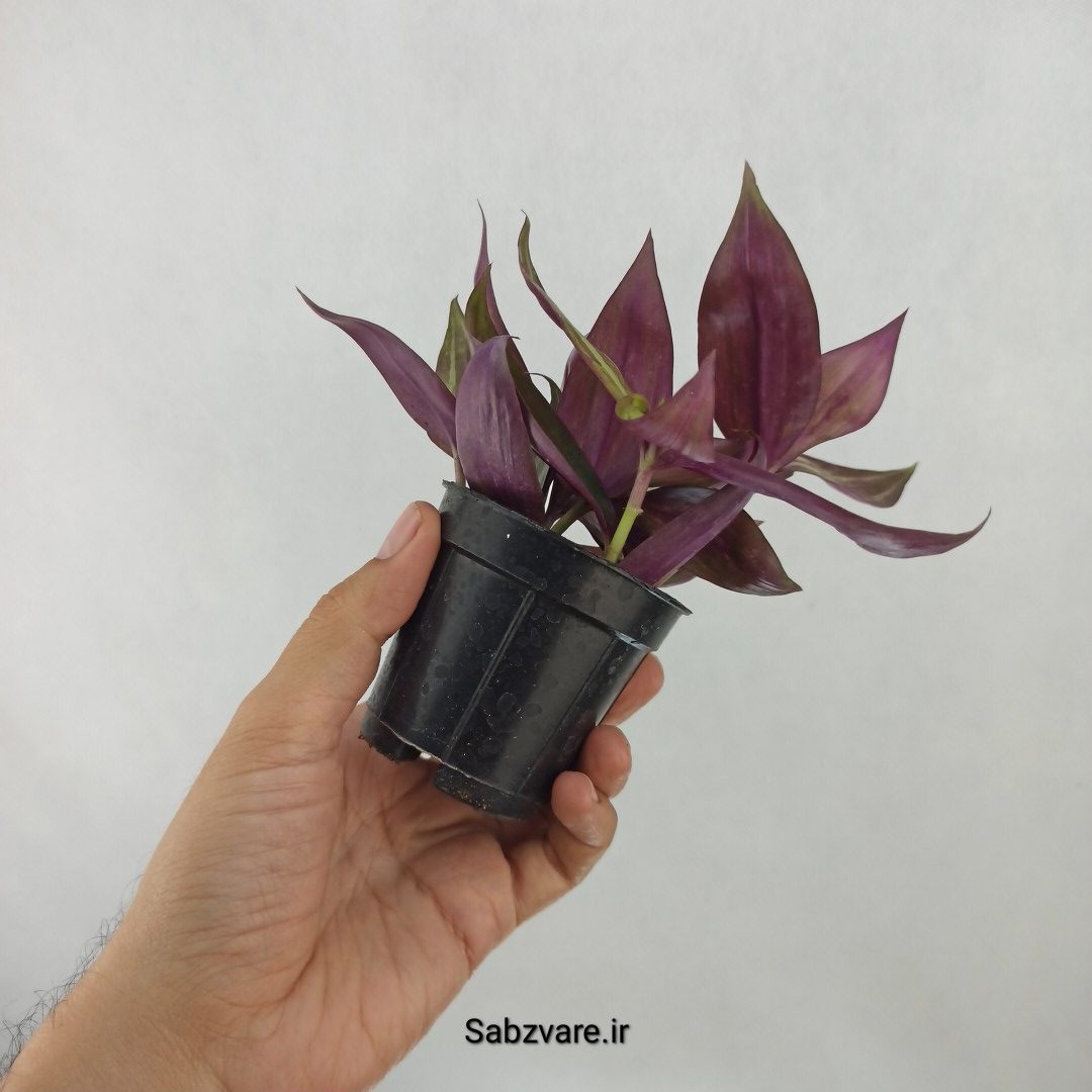 برگ بیدی پوست پیازی (C24803)