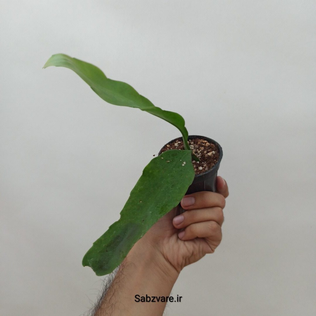 اپیفیلوم فیلانتوس (ملکه شب) (C24801) - Image 2