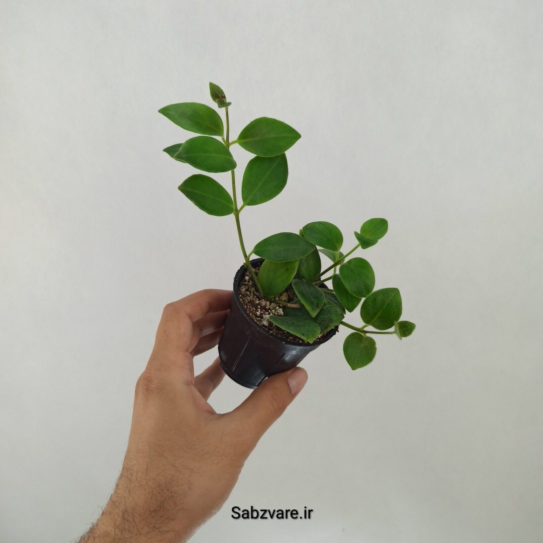 آشیانتوس رژ لبی سبز (F24874) - Image 2
