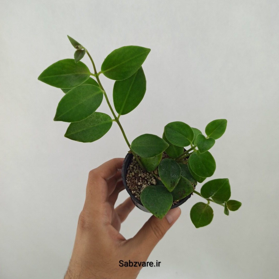 آشیانتوس رژ لبی سبز (F24874)