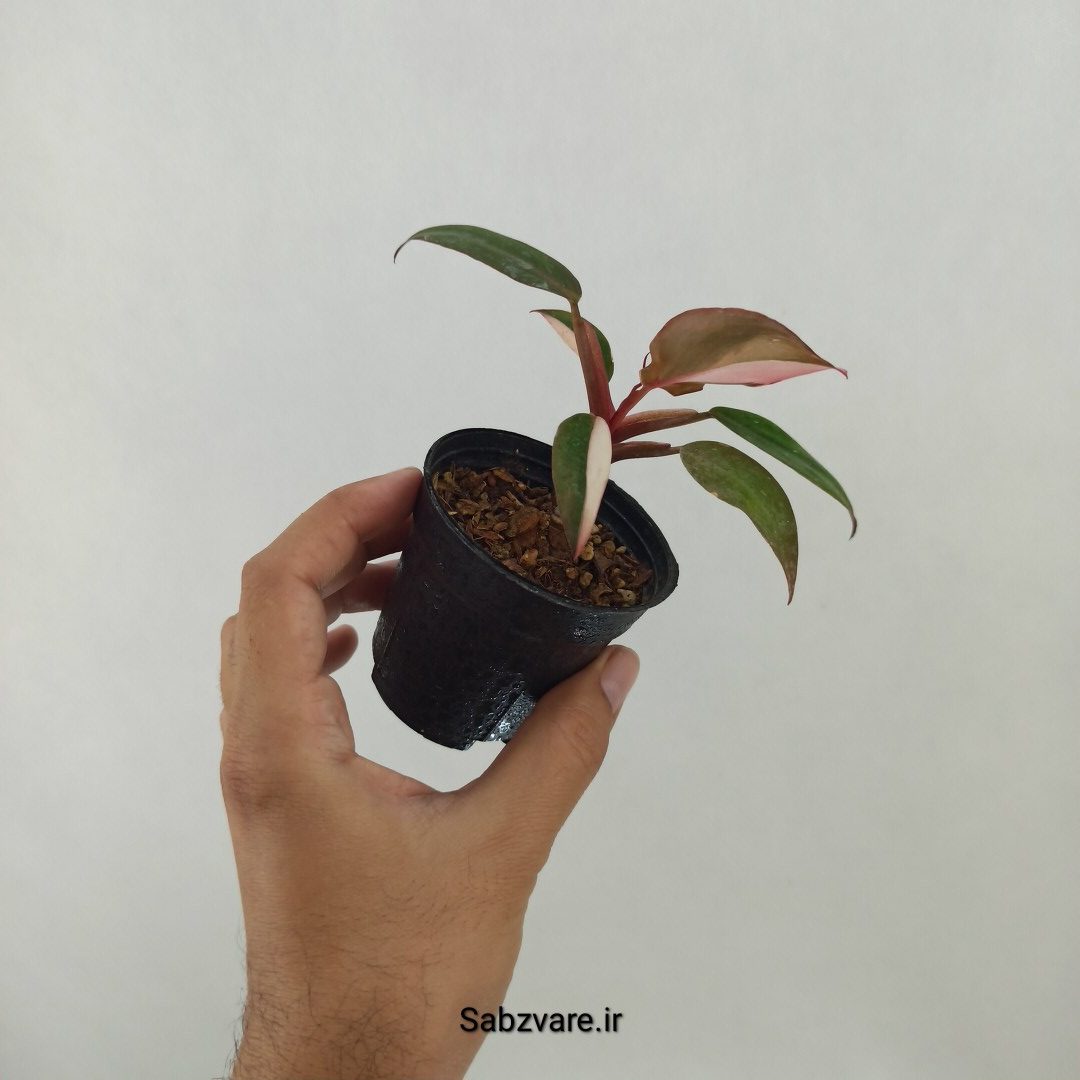 فیلودندرون پینک پرنسس (F24871) - Image 3