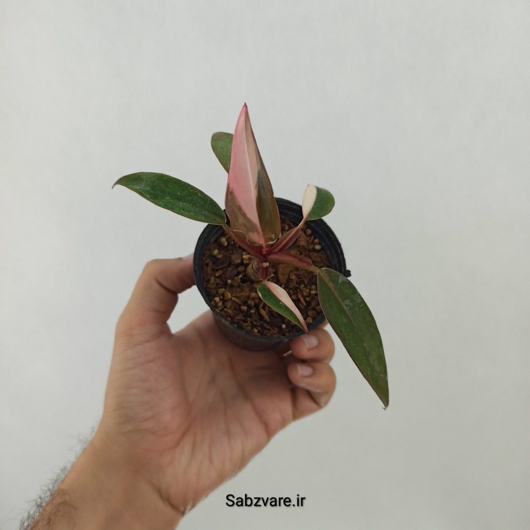 فیلودندرون پینک پرنسس (F24871)