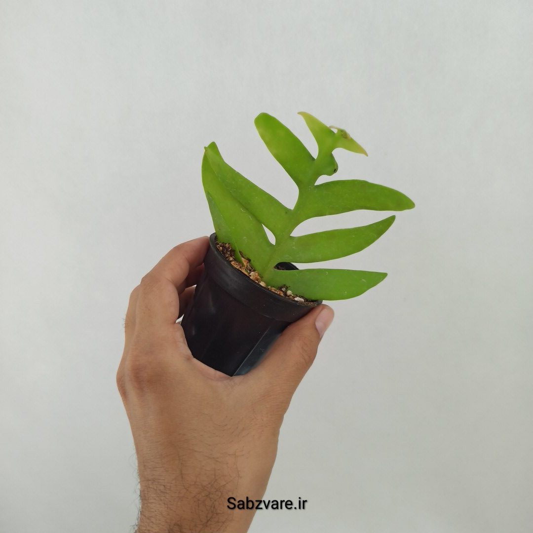 اپیفیلوم برگ سرخسی (F24869) - Image 2