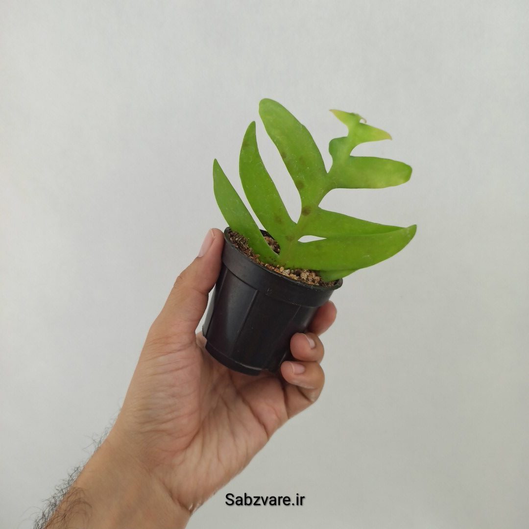 اپیفیلوم برگ سرخسی (F24869) - Image 3