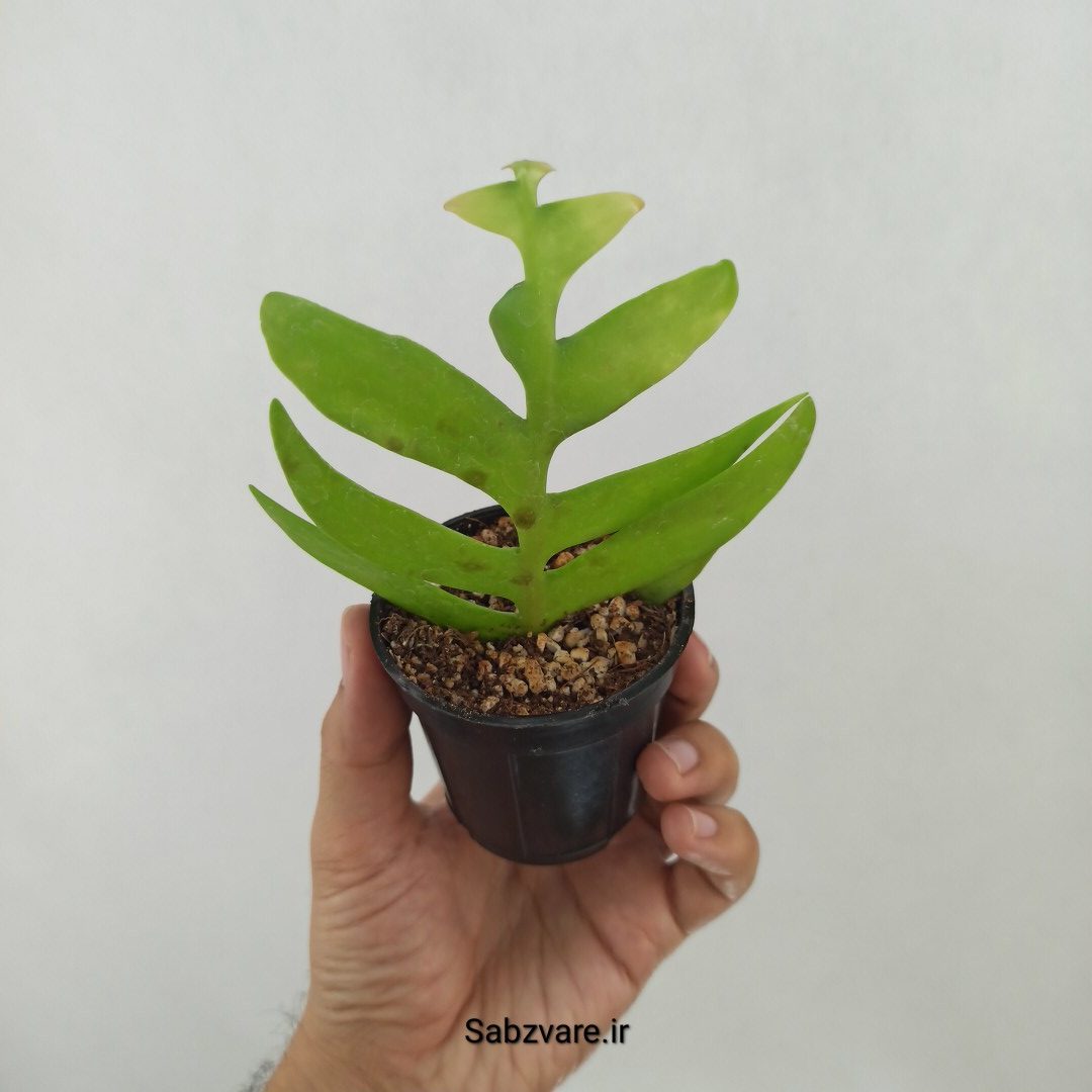 اپیفیلوم برگ سرخسی (F24869)