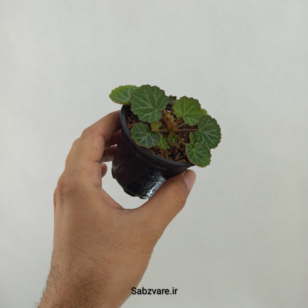 ساکسی فراژ (F24867) - Image 2