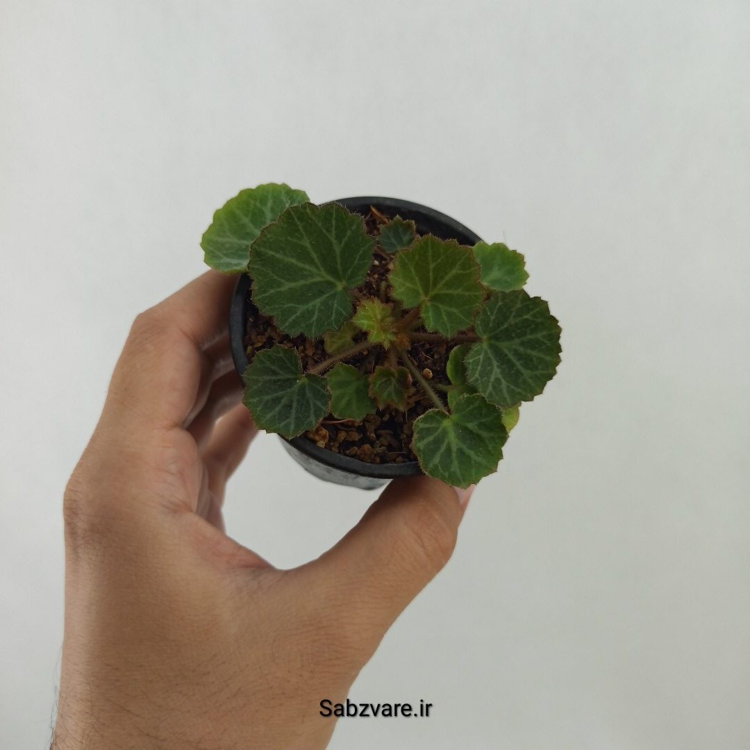 ساکسی فراژ (F24867)