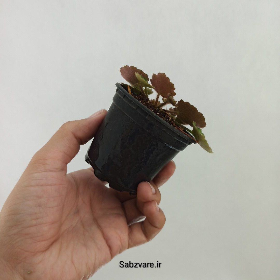 ساکسی فراژ (F24867) - Image 3