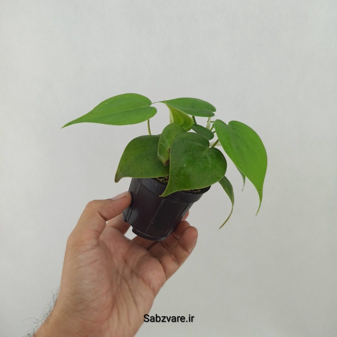 اسکاندنس سبز (F24864)