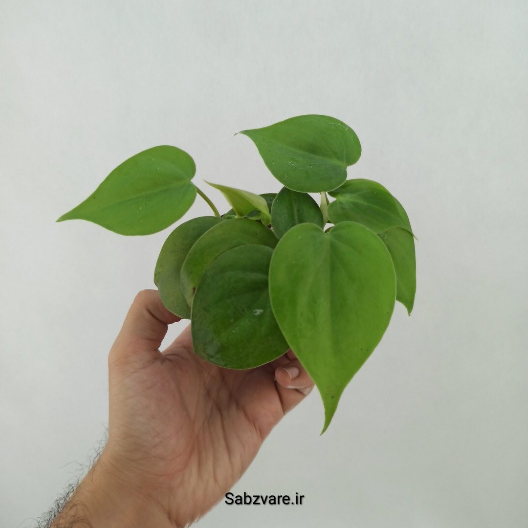 اسکاندنس سبز (F24864) - Image 3