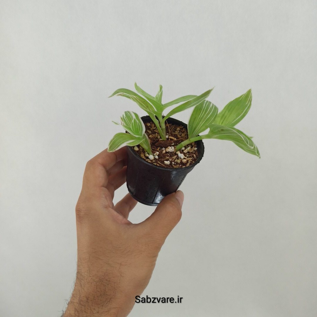 برگ بیدی ابلق (F24862) - Image 3