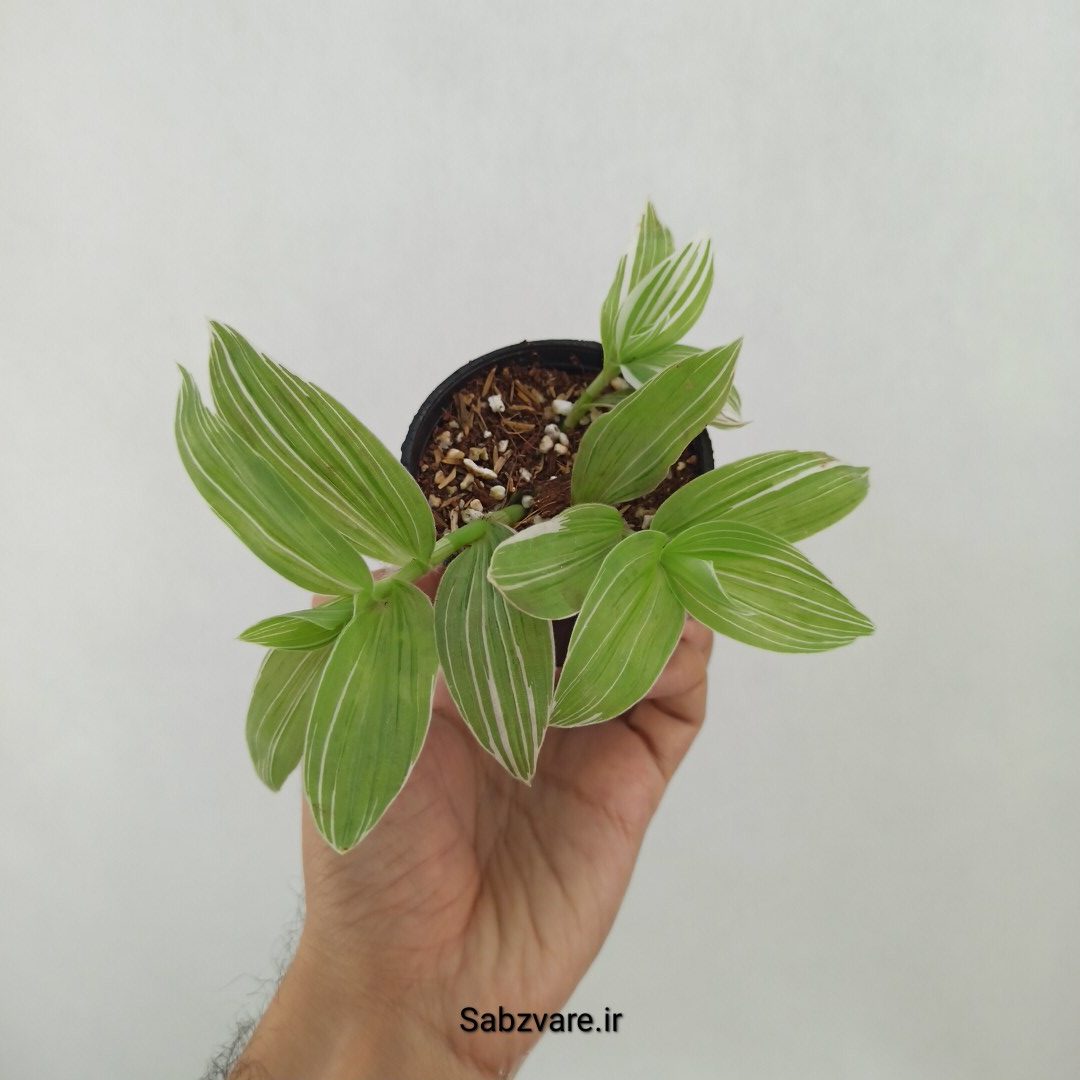 برگ بیدی ابلق (F24862) - Image 2