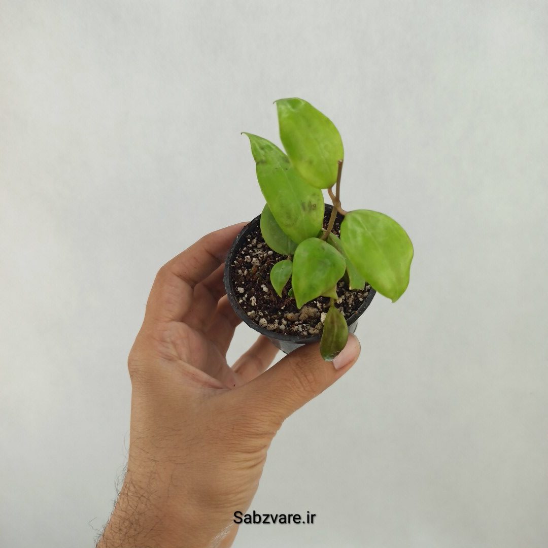 هویا دالیچسپارته (H24923)
