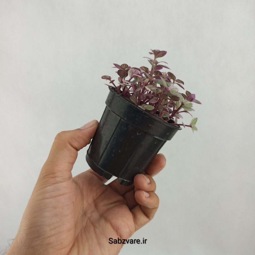 چمن کالیسیا صورتی (H24920) - Image 3