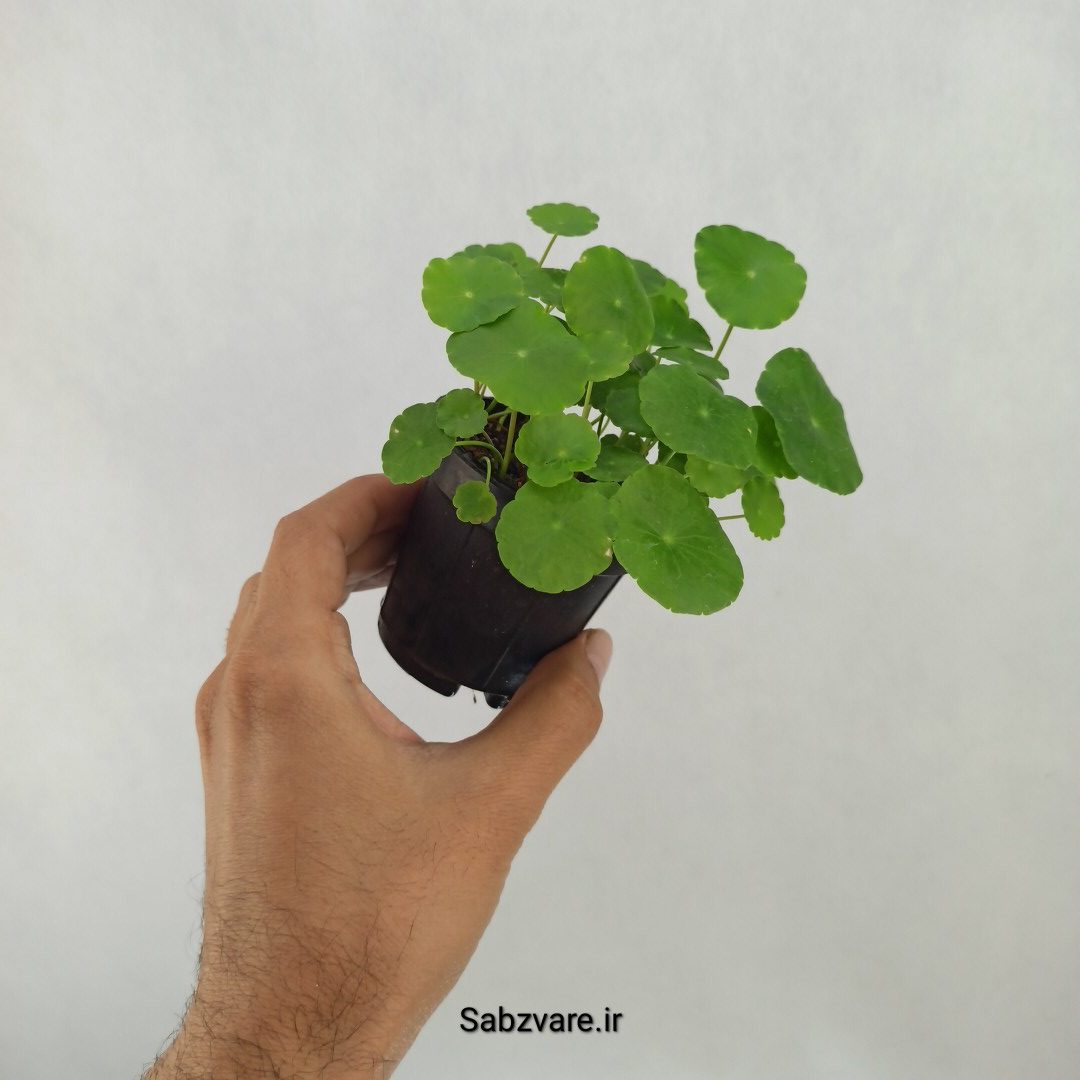 هیدروکوتیل ورتیسیلاتا (H24919) - Image 2