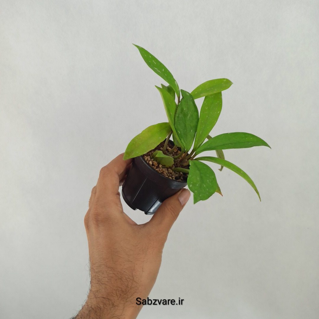 هویا پابیکالیکس (H24918) - Image 2