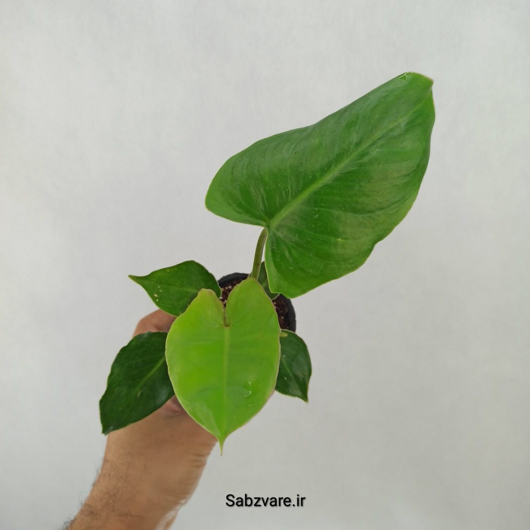فیلودندرون برل مارکس (H24917)